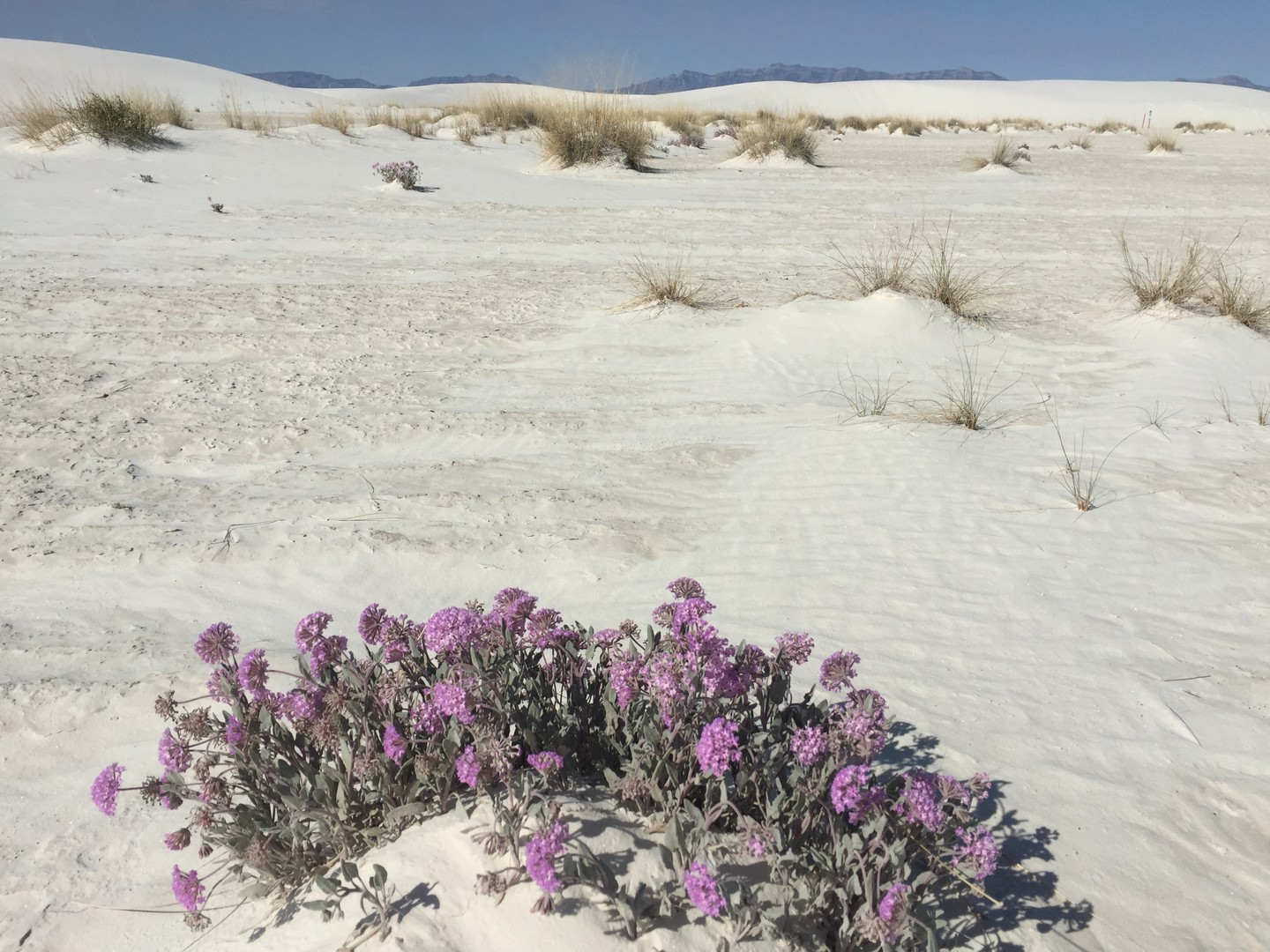 White Sands National Monument - New Mexcico - Amerika - Doets Reizen