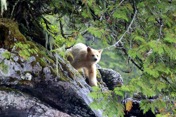Spirit Bear Lodge - Great Bear Rainforest - Canada - Doets Reizen