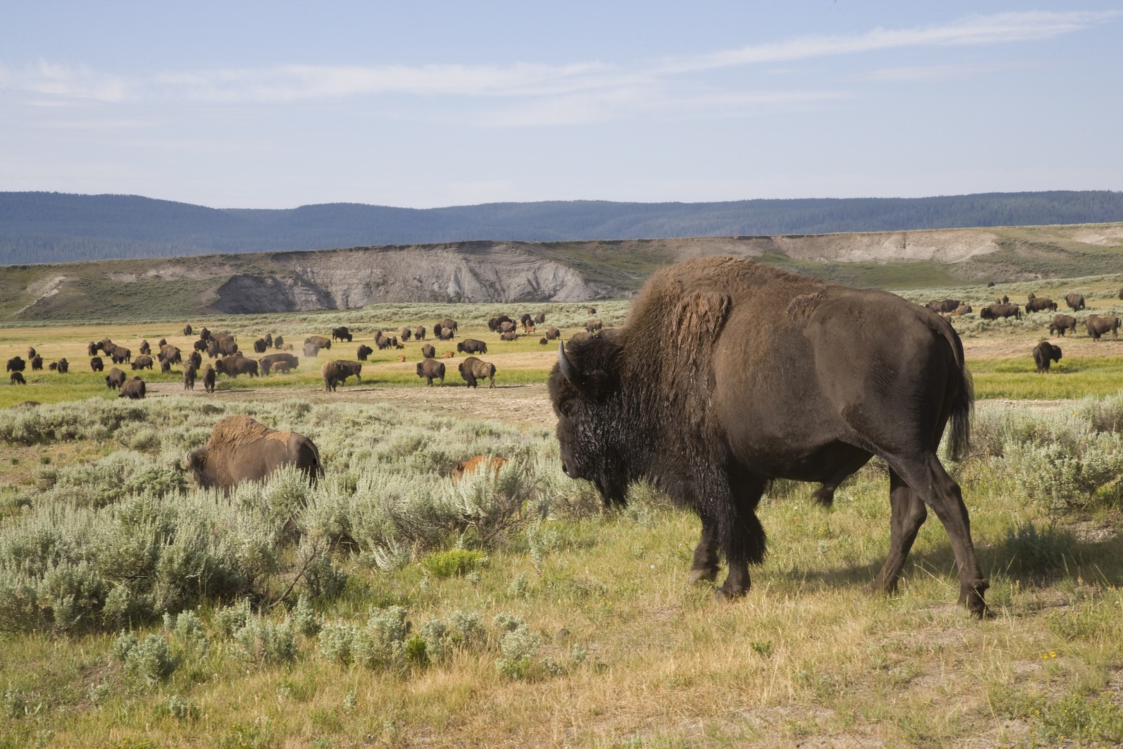 Bizons - Yellowstone National Park - Wyoming - Doets Reizen