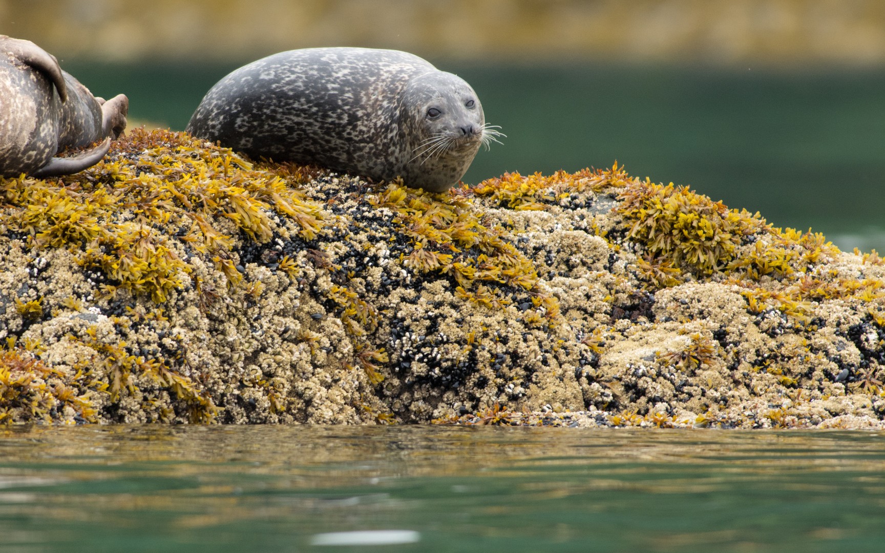 Seawolf Adventures - British Columbia - Canada - Doets Reizen