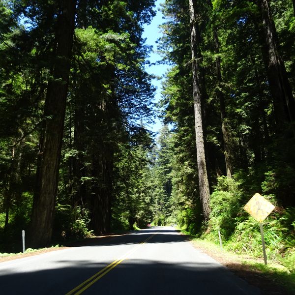 Redwood National Park - California - Amerika - Doets Reizen