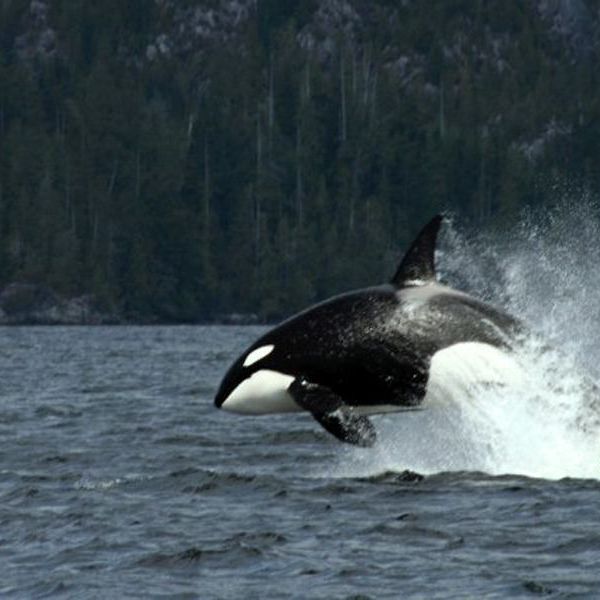 Vancouver Island 2