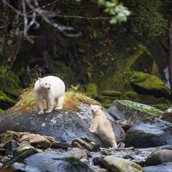 Spirit Bear Lodge - Doets Reizen - 3