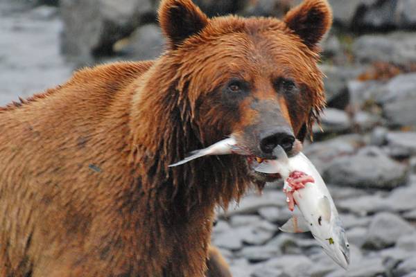 Wildlife Katmai National Park - Alaska - Doets Reizen