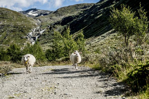 Jotunheimen - Doets Reizen - Vakantie Noorwegen - Credits VisitNorway
