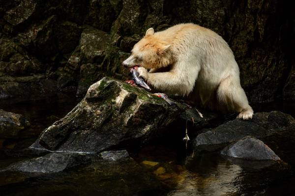 Spirit Bear Lodge - Doets Reizen - Canada - Vancouver Island
