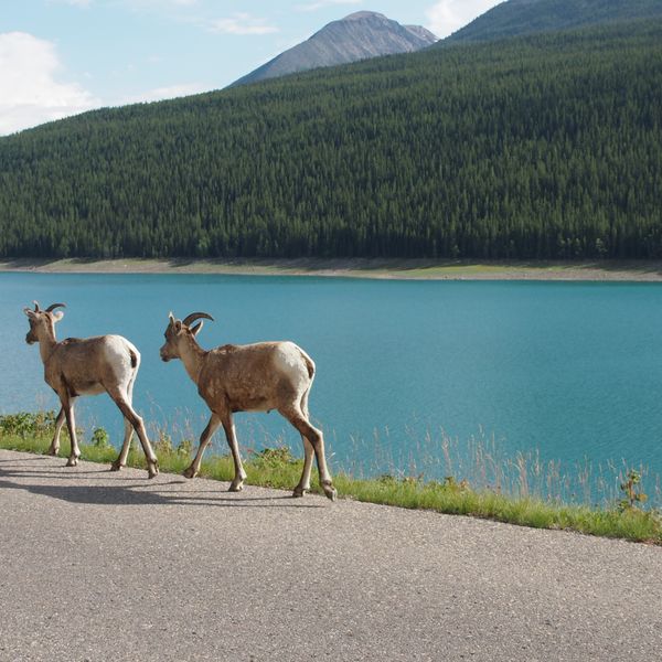 Wildlife - Icefields Parkway - Alberta - Canada - Doets Reizen