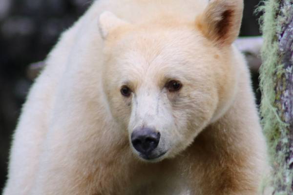 Spirit Bear - Great Bear Rainforest - British Columbia - Canada - Doets Reizen