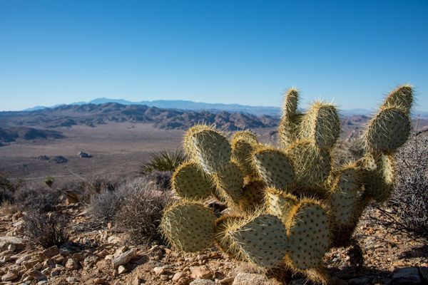 Joshua Tree National Park - California - Amerika - Doets Reizen