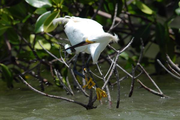 Birding and Wildlife Tour - Everglades National Park - Florida - Doets Reizen