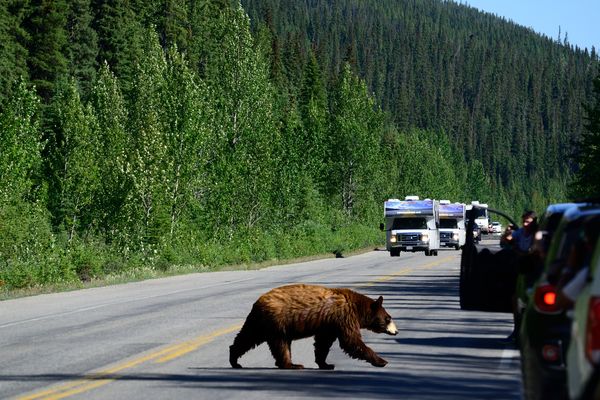 Cruise Canada Icefields Parkway Alberta
