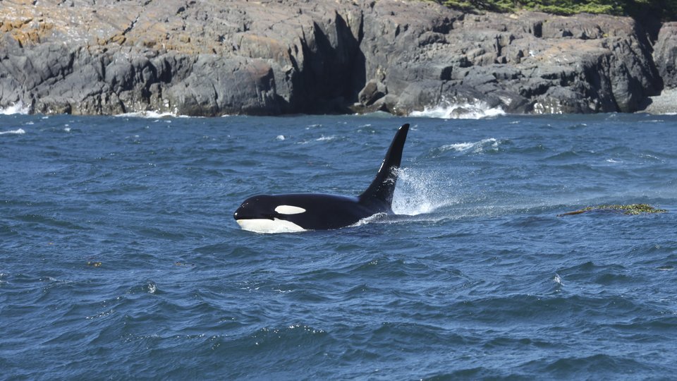 Wildlife - British Columbia - Canada - Doets Reizen