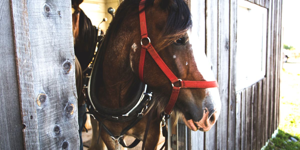 Elmhirst's Resort - Keene - Ontario - Canada - Doets Reizen