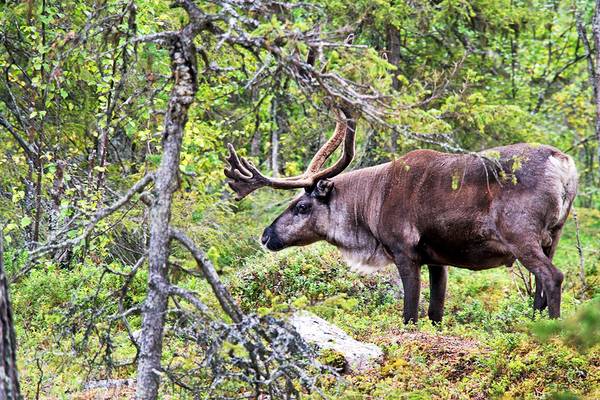 Norrbotten - Doets Reizen - Vakantie in Zweden - Credits Visit Sweden