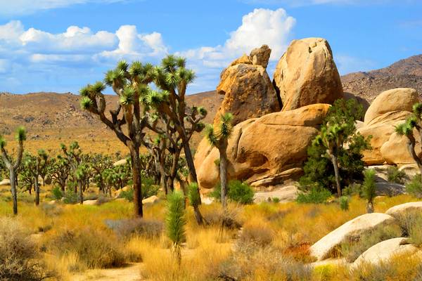 Joshua Tree National Park - California - Amerika - Doets Reizen