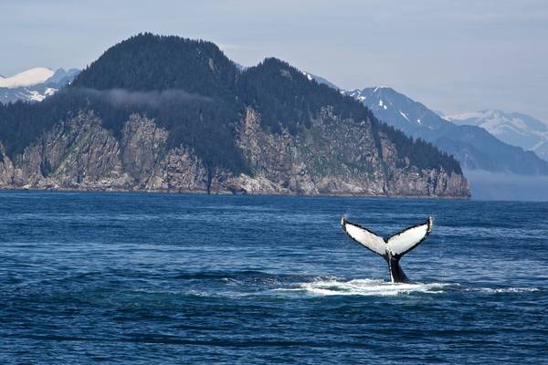 Kenai Fjords National Park - Alaska - Doets Reizen