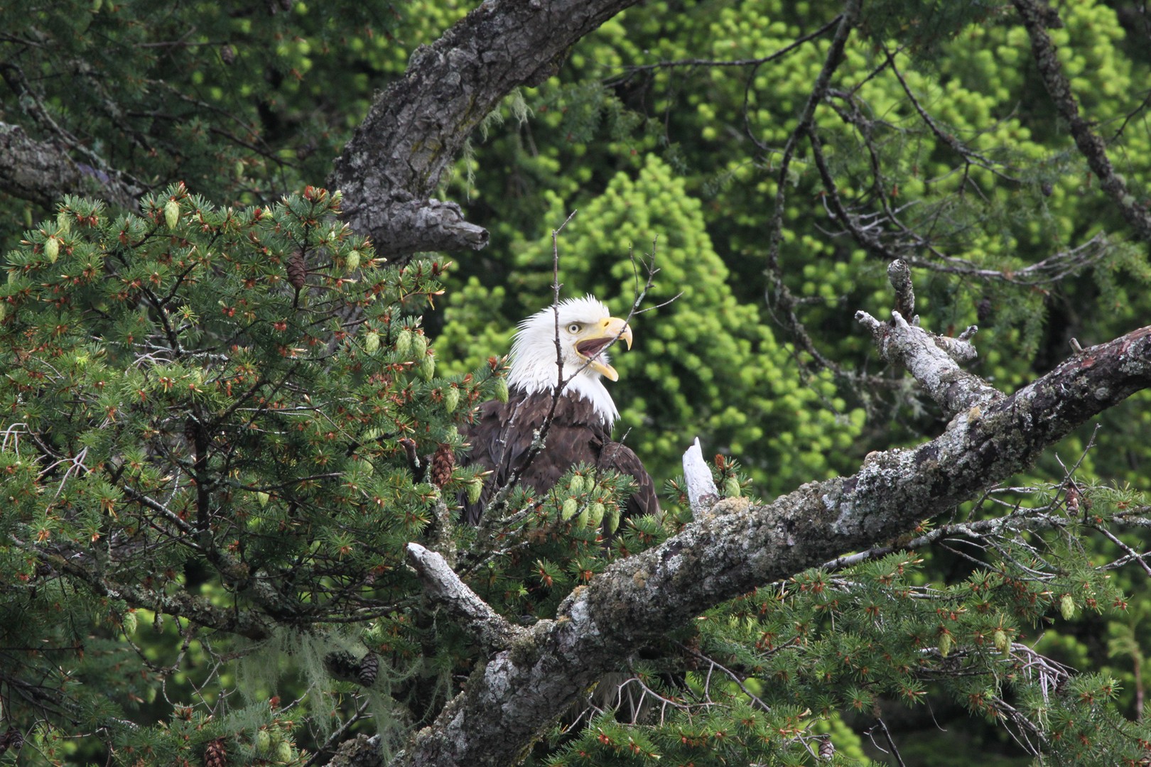 Farewell Harbour Lodge - British Columbia - Canada - Doets Reizen