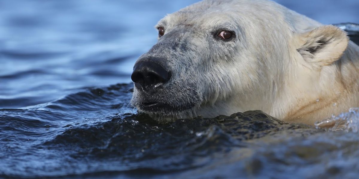 IJsbeer Churchill - Manitoba - Canada - Doets Reizen