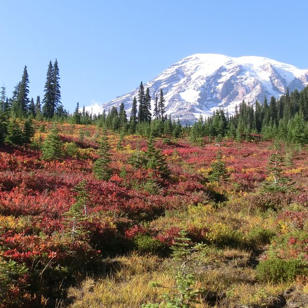 Mount Rainier National Park - Washington State - Doets Reizen