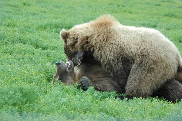 Wildlife Denali National Park - Alaska - Doets Reizen