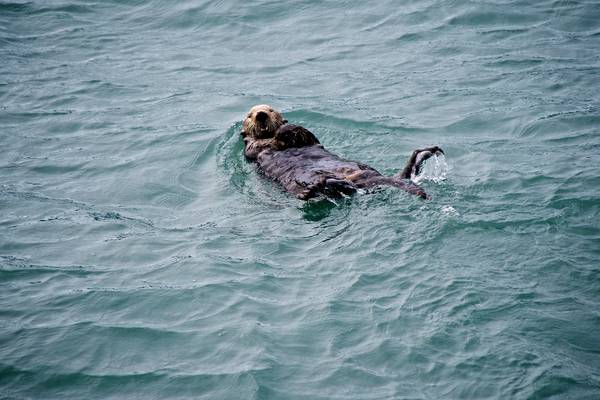 Kenai Fjords National Park - Alaska - Doets Reizen - USA - Canada