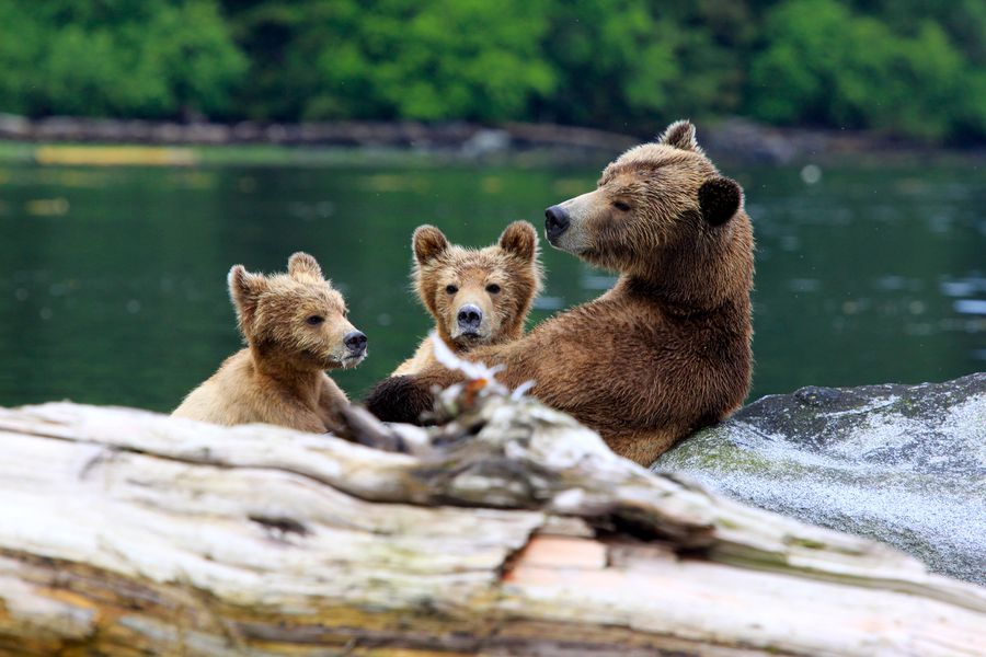 Farewell Harbour Lodge - British Columbia - Canada - Doets Reizen