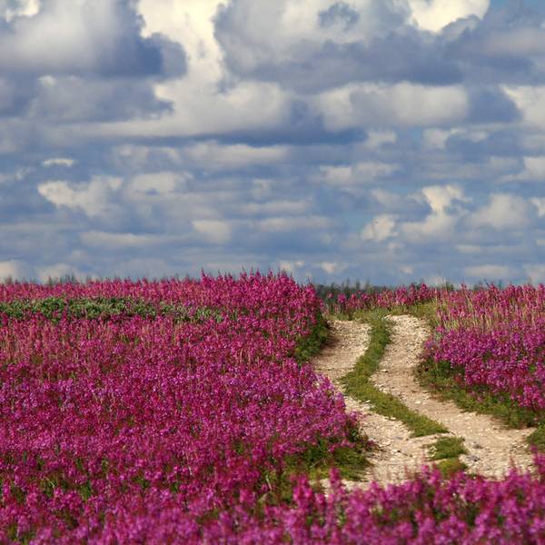 Churchill - Manitoba - Canada - Doets Reizen