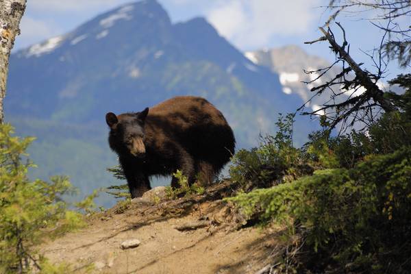 Blue River - Mud Lake - British Columbia - Canada - Doets Reizen