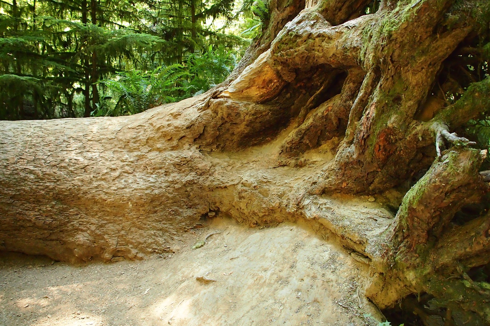 Pacific Rim National Park - Vancouver Island - British Columbia - Canada - Doets Reizen