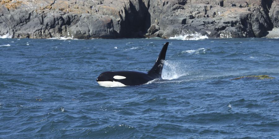 Wildlife - British Columbia - Canada - Doets Reizen