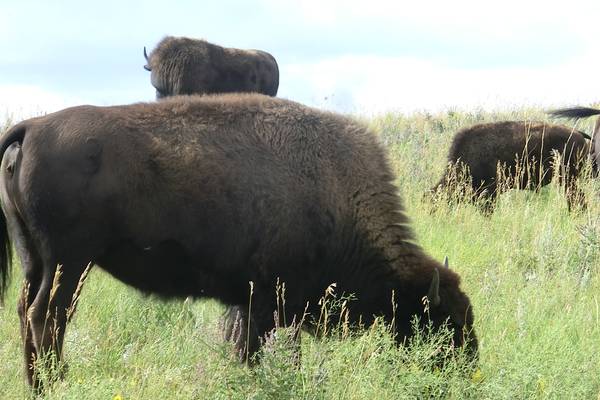 Custer State Park - South Dakota - Amerika - Doets Reizen