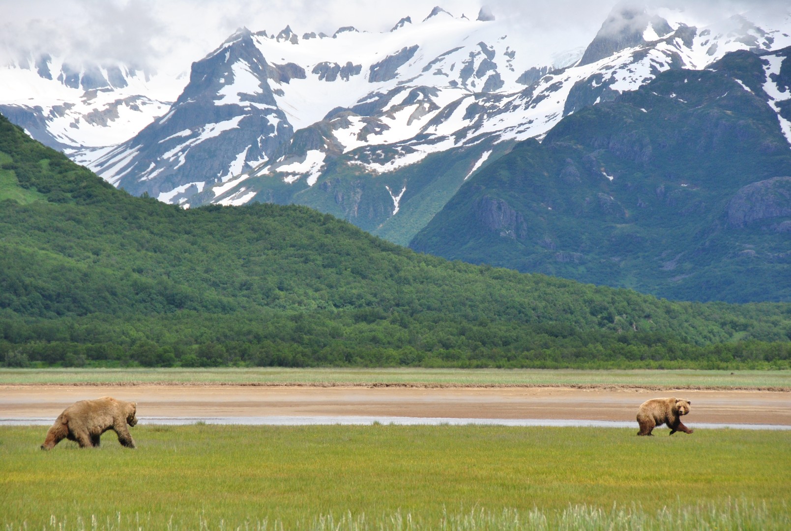 Wildlife Katmai National Park - Alaska - Doets Reizen