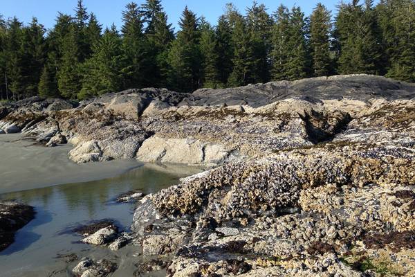 Pacific Rim National Park - Vancouver Island - British Columbia - Canada - Doets Reizen