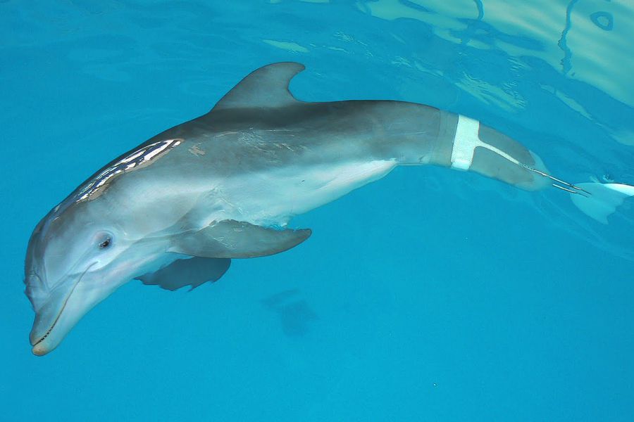 Winter de dolfijn - Marine Aquarium - Clearwater Beach - Florida - Doets Reizen