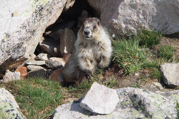 Jasper National Park Wildlife - Alberta - Canada - Doets Reizen
