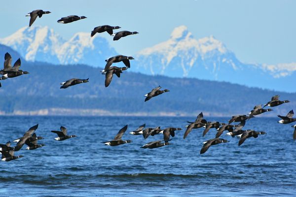 Rathtrevor Beach Provincial Park - Parksville - Canada - Photo credits: Robert Reid and BC Parks