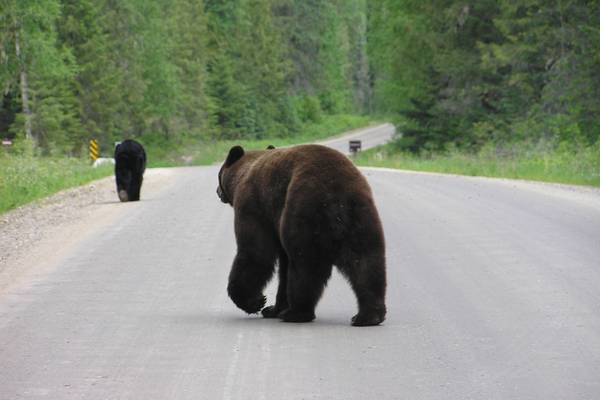 Wells Gray Provincial Park - British Columbia - Canada - Doets Reizen