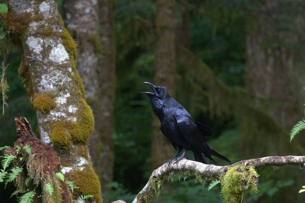 Spirit Bear Lodge - Great Bear Rainforest - Canada - Doets Reizen