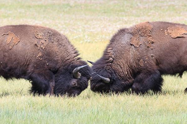 Grand Teton National Park - Wyoming - Doets Reizen