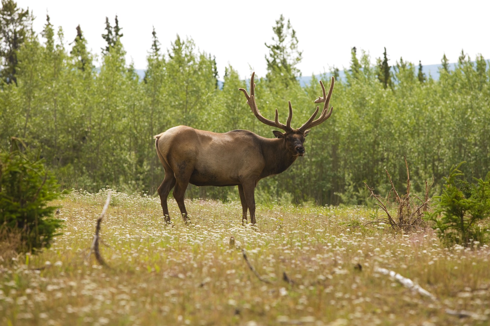 Wildlife Yukon - Canada - Doets Reizen