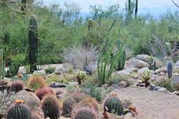 Sonora Desert Museum - Tucson - Arizona - Doets Reizen