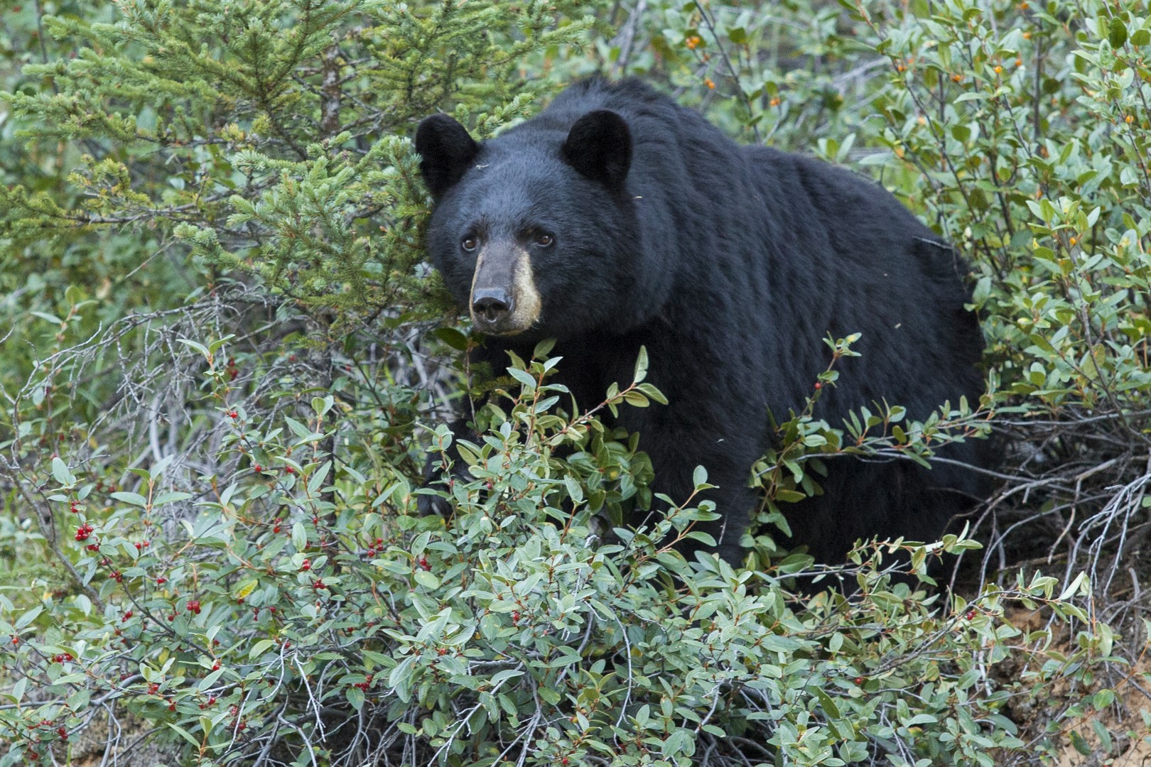Wildlife - Icefields Parkway - Alberta - Canada - Doets Reizen