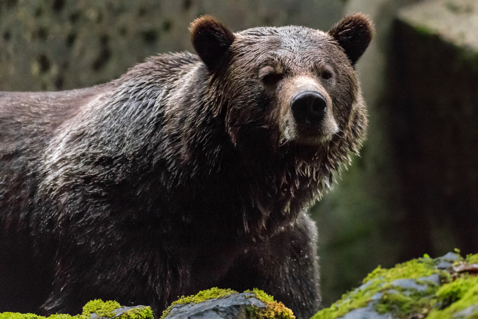 Seawolf Adventures - British Columbia - Canada - Doets Reizen