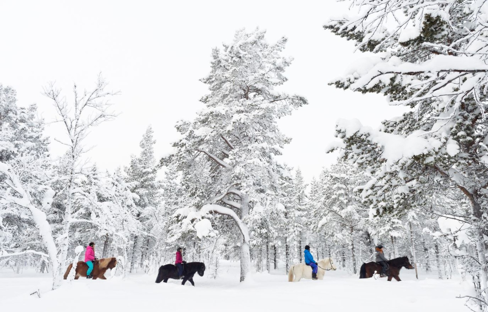 Paarden rijden - Credits Anna Öhlund & imagebank.sweden.se - 2