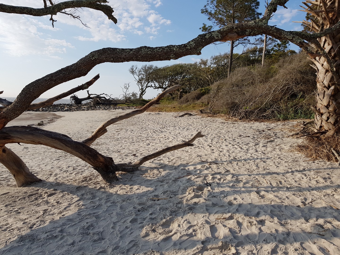 Driftwood Beach - Jekyll Island - Georgia - Amerika - Doets Reizen