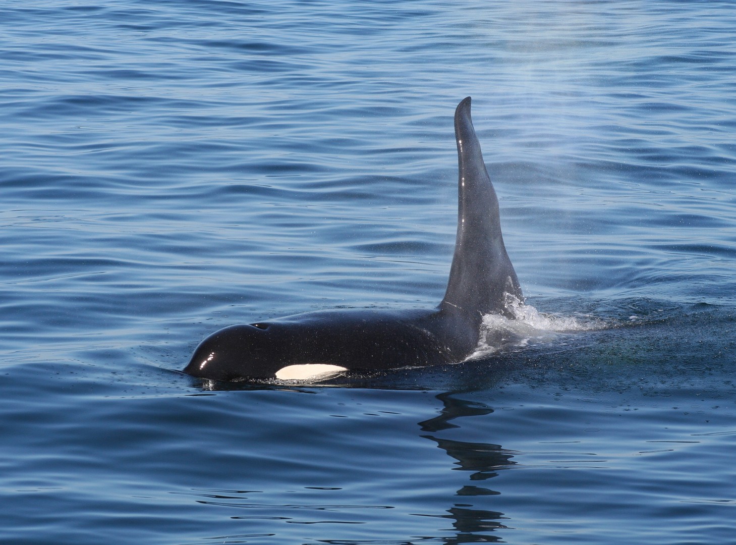 Orka's spotten Victoria - Vancouver Island - British Columbia - Canada - Doets Reizen