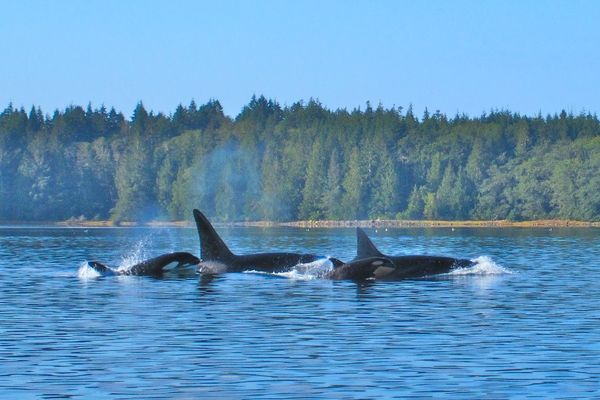 Clayoquot Wilderness Lodge - Pacific Rim National Park - Vancouver Island - British Columbia - Canada - Doets Reizen