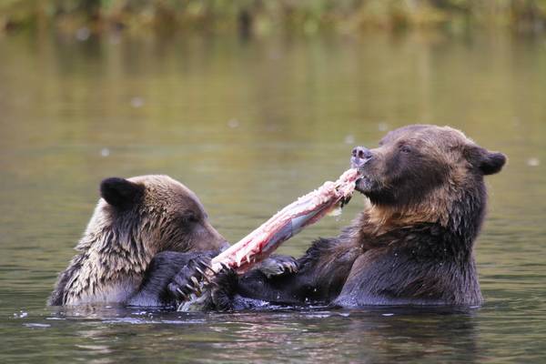 Spirit Bear Lodge - Great Bear Rainforest - British Columbia - Canada - Doets Reizen