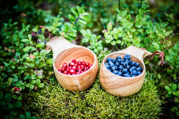 Culinair Zweeds Lapland - Doets Reizen - Vakantie Zweden - Credits Swedislapland.com