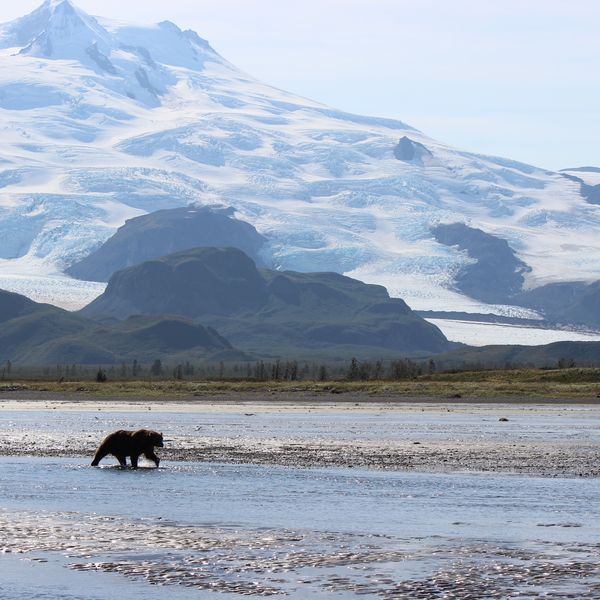 Beren spotten - Katmai National Park - Alaska - Doets Reizen